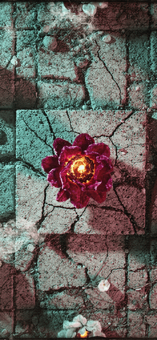 Glowing Roses on Cracked Teal Paving Stones
