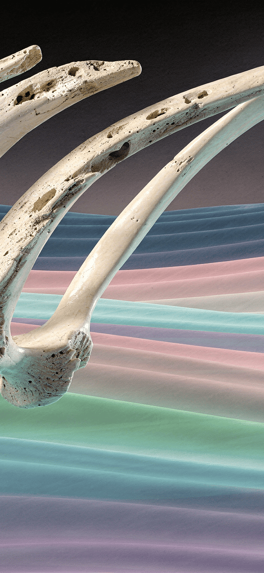 Pitted Bone Ribs Over Pastel Waves