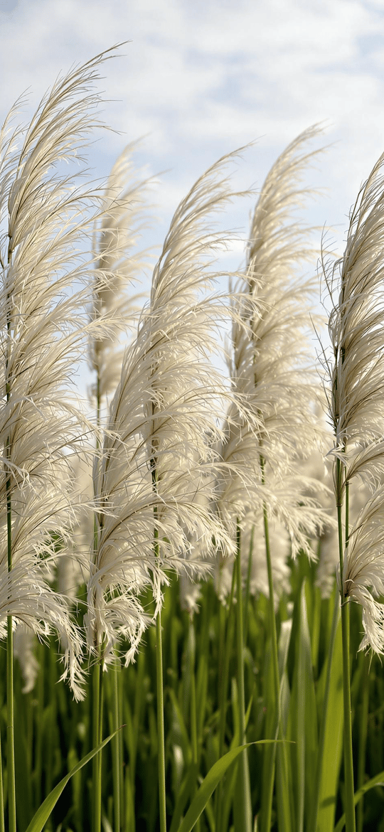 White Pampas Grass Swaying Under Blue Sky